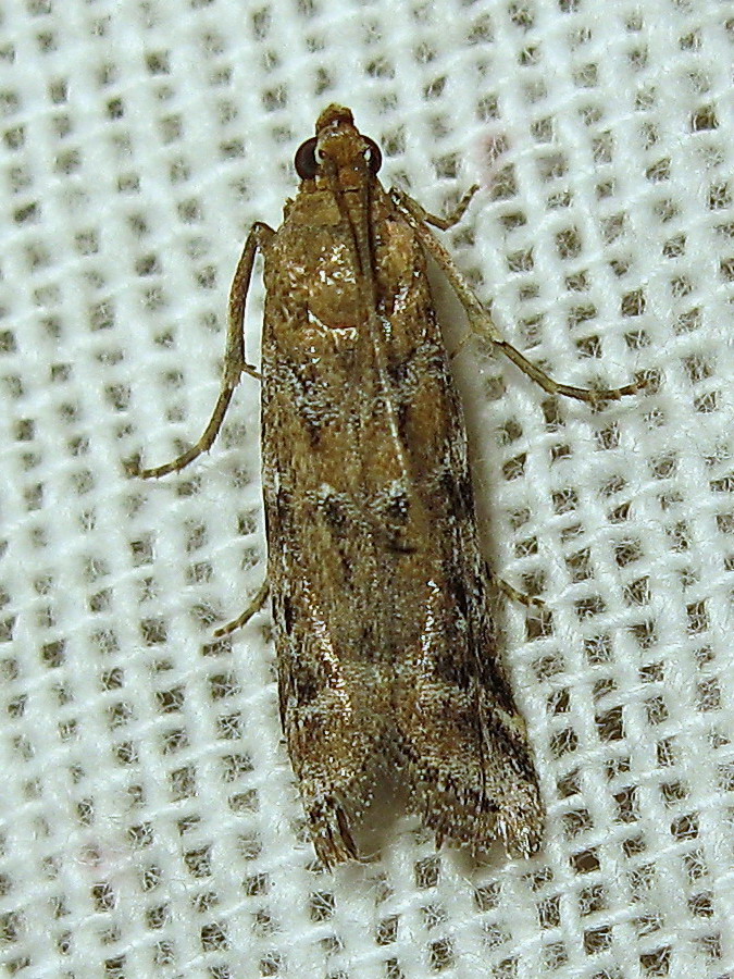 Delplanqueia dilutella - Pyralidae? S